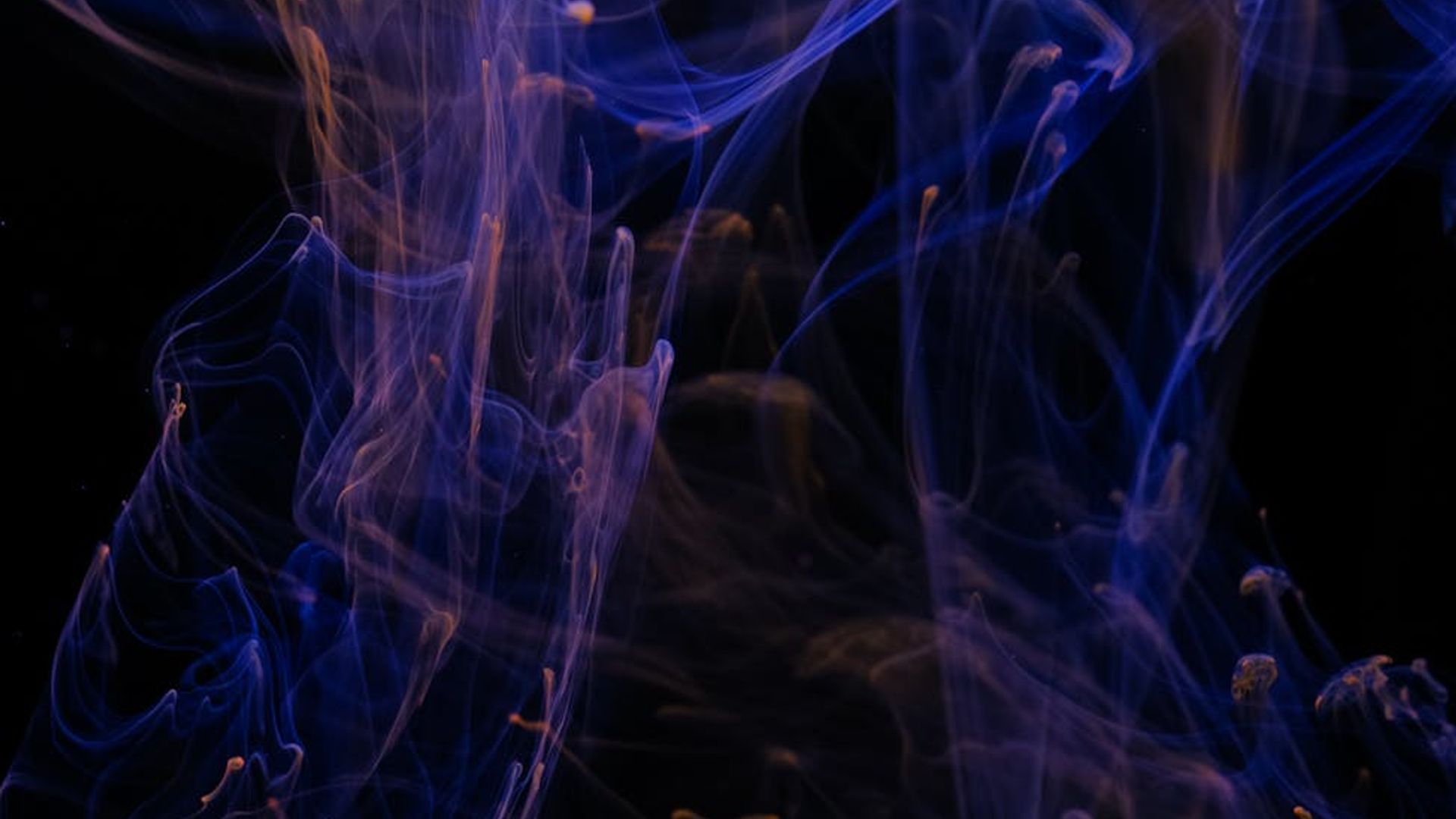 Abstract background showing fluid lines of energy in cyan and navy colors.